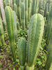 #EC130 Justus' Trichocereus NOID Collection of Cactus Plant Cuttings