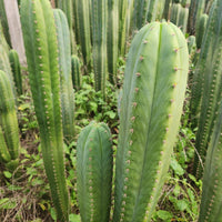 #EC130 Justus' Trichocereus NOID Collection of Cactus Plant Cuttings