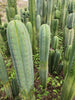 #EC130 Justus' Trichocereus NOID Collection of Cactus Plant Cuttings