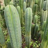 #EC130 Justus' Trichocereus NOID Collection of Cactus Plant Cuttings