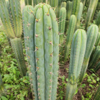 #EC130 Justus' Trichocereus NOID Collection of Cactus Plant Cuttings