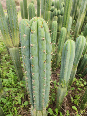 #EC130 Justus' Trichocereus NOID Collection of Cactus Plant Cuttings