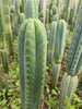 #EC130 Justus' Trichocereus NOID Collection of Cactus Plant Cuttings