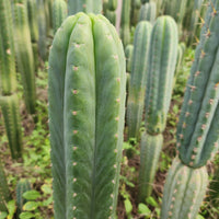 #EC130 Justus' Trichocereus NOID Collection of Cactus Plant Cuttings