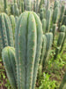 #EC130 Justus' Trichocereus NOID Collection of Cactus Plant Cuttings