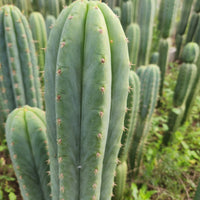 #EC130 Justus' Trichocereus NOID Collection of Cactus Plant Cuttings