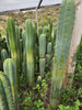 #EC130 Justus' Trichocereus NOID Collection of Cactus Plant Cuttings