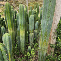 #EC130 Justus' Trichocereus NOID Collection of Cactus Plant Cuttings