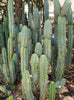 Trichocereus Bridgesoid "Boulder" Cactus 8-9" Plant