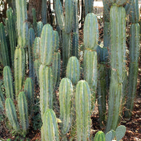 Trichocereus Bridgesoid "Boulder" Cactus 8-9" Plant