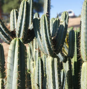 Trichocereus Bridgesoid "Boulder" Cactus 8-9" Plant