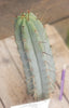 Trichocereus Bridgesoid "Boulder" Cactus 8-9" Plant