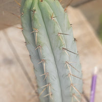 Trichocereus Bridgesoid "Boulder" Cactus 8-9" Plant