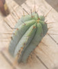 Trichocereus Bridgesoid "Boulder" Cactus 8-9" Plant