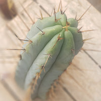 Trichocereus Bridgesoid "Boulder" Cactus 8-9" Plant