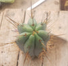 Trichocereus Bridgesoid "Boulder" Cactus 8-9" Plant