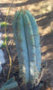 Trichocereus Bridgesoid "Boulder" Cactus 8-9" Plant