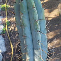 Trichocereus Bridgesoid "Boulder" Cactus 8-9" Plant