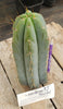 Trichocereus Bridgesoid "Boulder" Cactus 8-9" Plant