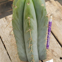 Trichocereus Bridgesoid "Boulder" Cactus 8-9" Plant