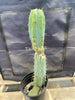 #EC135 EXACT Trichocereus Lost Label Cactus Plant 18”