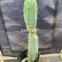 #EC135 EXACT Trichocereus Lost Label Cactus Plant 18”