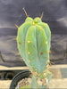 #EC135 EXACT Trichocereus Lost Label Cactus Plant 18”