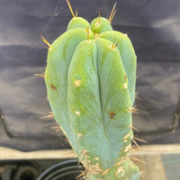 #EC135 EXACT Trichocereus Lost Label Cactus Plant 18”