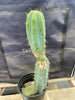 #EC135 EXACT Trichocereus Lost Label Cactus Plant 18”