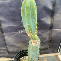 #EC135 EXACT Trichocereus Lost Label Cactus Plant 18”