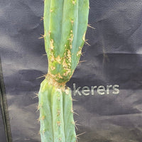 #EC135 EXACT Trichocereus Lost Label Cactus Plant 18”