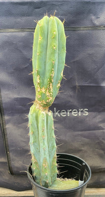 #EC135 EXACT Trichocereus Lost Label Cactus Plant 18”