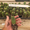 #EC137 EXACT  Trichocereus Hybrid Peruvianus Wild Andes X Validus Cactus Seedling 3-4"