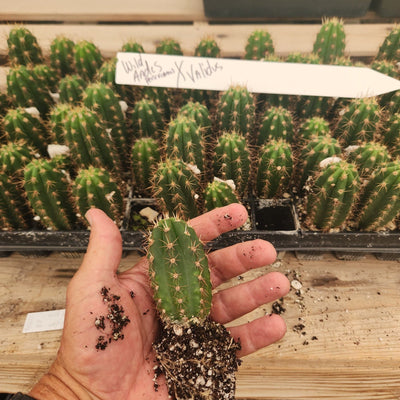 #EC137 EXACT  Trichocereus Hybrid Peruvianus Wild Andes X Validus Cactus Seedling 3-4