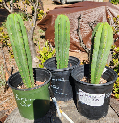 #EC138 EXACT Trichocereus Hybrid Scopulicola Scop Potted 1 Gallon Cactus Plant