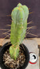 #EC14 Exact Trichocereus Bridgesii "Jiimz Twin Spine" Cactus Plant 12.5”