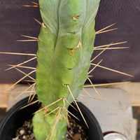 #EC14 Exact Trichocereus Bridgesii "Jiimz Twin Spine" Cactus Plant 12.5”