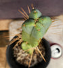 #EC14 Exact Trichocereus Bridgesii "Jiimz Twin Spine" Cactus Plant 12.5”