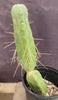 #EC14 Exact Trichocereus Bridgesii "Jiimz Twin Spine" Cactus Plant 12.5”