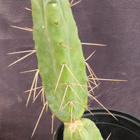 #EC14 Exact Trichocereus Bridgesii "Jiimz Twin Spine" Cactus Plant 12.5”