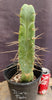 #EC14 Exact Trichocereus Bridgesii "Jiimz Twin Spine" Cactus Plant 12.5”