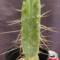 #EC14 Exact Trichocereus Bridgesii "Jiimz Twin Spine" Cactus Plant 12.5”