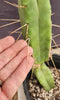 #EC14 Exact Trichocereus Bridgesii "Jiimz Twin Spine" Cactus Plant 12.5”