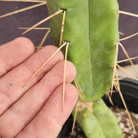 #EC14 Exact Trichocereus Bridgesii "Jiimz Twin Spine" Cactus Plant 12.5”