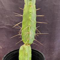 #EC14 Exact Trichocereus Bridgesii "Jiimz Twin Spine" Cactus Plant 12.5”