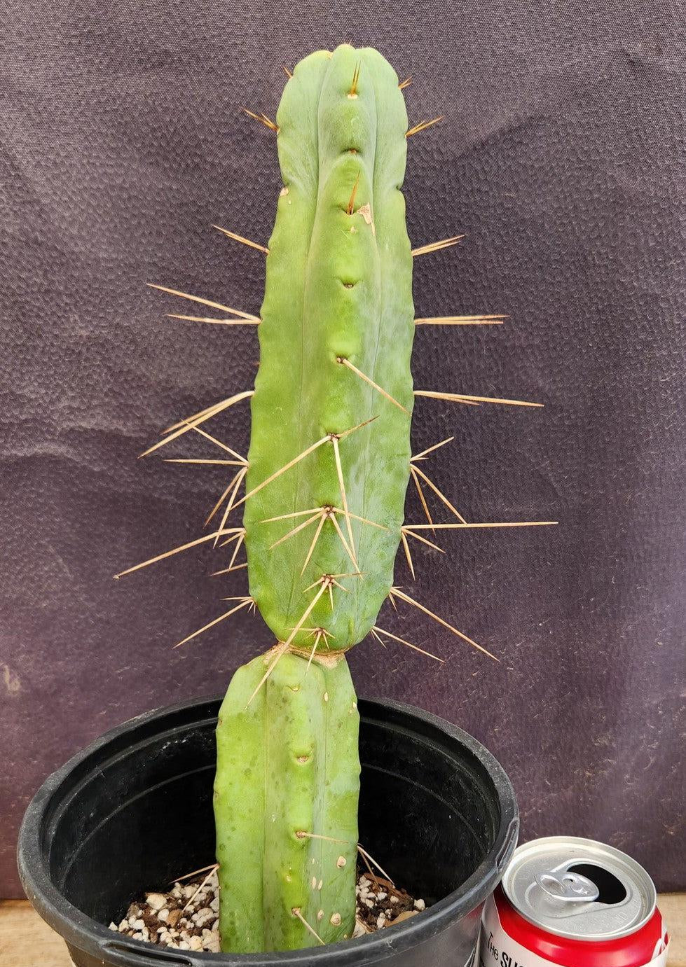 #EC14 Exact Trichocereus Bridgesii "Jiimz Twin Spine" Cactus Plant 12.5”