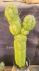 #EC140 EXACT Trichocereus Pachanoi Monstrose TPM 22" Cactus Plant