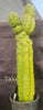 #EC140 EXACT Trichocereus Pachanoi Monstrose TPM 22" Cactus Plant