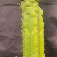 #EC140 EXACT Trichocereus Pachanoi Monstrose TPM 22" Cactus Plant