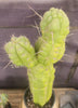 #EC140 EXACT Trichocereus Pachanoi Monstrose TPM 22" Cactus Plant